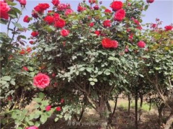 樹(shù)狀月季從有花苞到開(kāi)花需要多久？