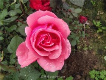 晚春唐詩(shī)玫瑰6首：折得玫瑰花一朵，憑君簪向鳳凰釵