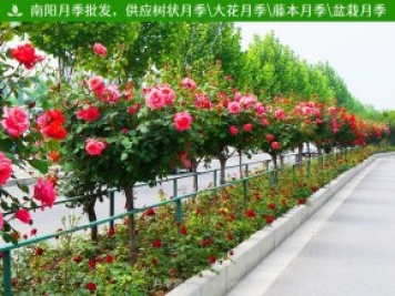 月季網(wǎng)分享，園林綠化中各類(lèi)景觀(guān)樹(shù)的應用和選擇