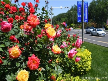 超厲害的園林植物設計集錦(收藏)