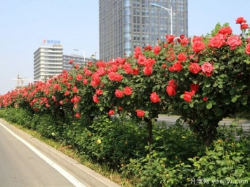 月季樹(shù)品種高貴典雅、花型花色多樣