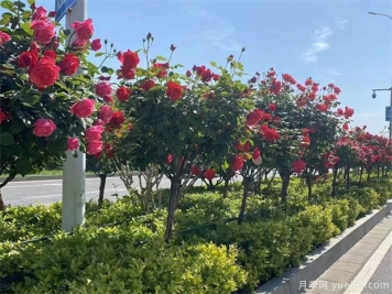 月季樹(shù)在綠化中的應用