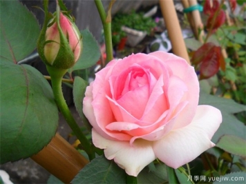 推薦給新手10大藤本月季品種，輕松選擇