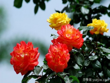 地被月季長(cháng)勢不好的原因是什么？
