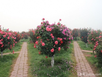 南陽(yáng)樹(shù)狀月季的培養與研究