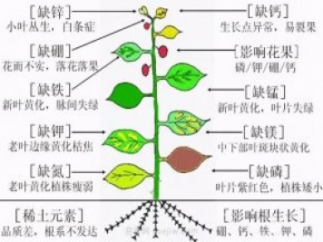月季植物缺素有哪些現象