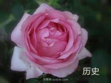 歷史月季/麥迪遜月季