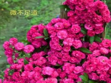 微不足道月季