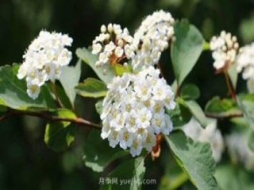 北方常見(jiàn)的16種護坡植物