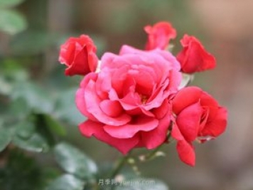 各地區常見(jiàn)景觀(guān)植物種類(lèi)匯總，干貨收藏
