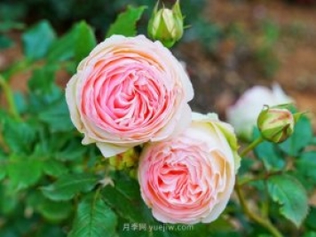 立秋后庭院花木養護該注意些什么？