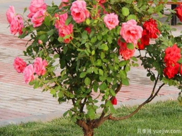 月季樹(shù)苗大概多少錢(qián)一棵？南陽(yáng)產(chǎn)地價(jià)格美麗