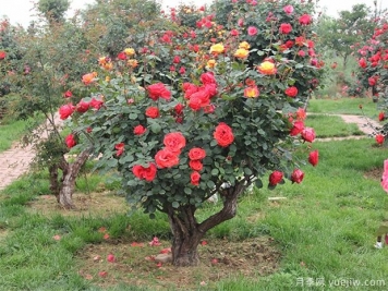 樹(shù)型月季花嫁接哪個(gè)品種好？