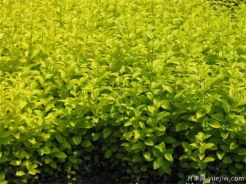 草坪害蟲(chóng)的特點(diǎn)與防治