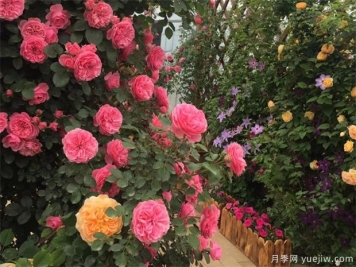 夏季大棚樹(shù)狀月季基地的管理