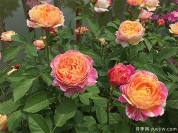 如何區別月季玫瑰薔薇