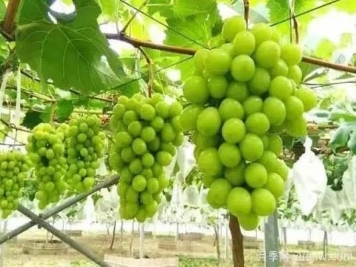 除了陽(yáng)光玫瑰，還有哪些葡萄品種值得推？