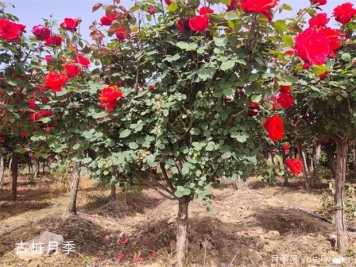 把花養成“月季樹(shù)”的訣竅教學(xué)?。?！