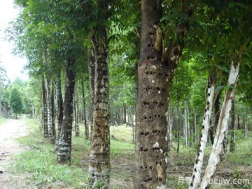 中國十大珍貴樹(shù)種，名貴樹(shù)木