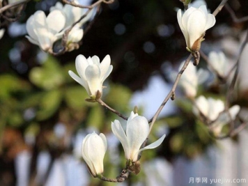 白玉蘭代表什么？有什么含義？