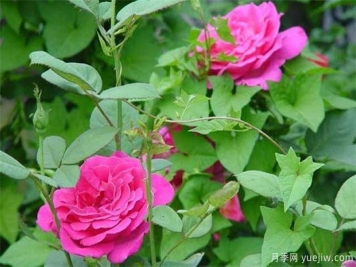 藤本月季和藤本薔薇哪個(gè)比較好養？薔薇養殖與注意事項