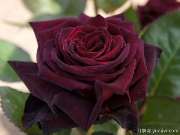 黑巴克月季和黑魔術(shù)月季有什么區別？哪個(gè)更黑