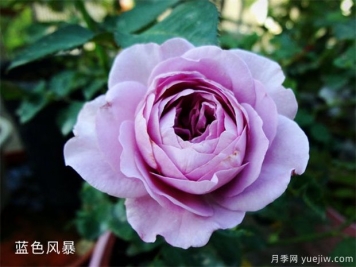 推薦5種藍色月季，網(wǎng)紅品種并且花量大花期長(cháng)