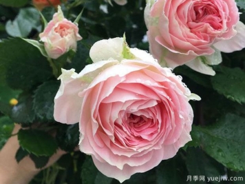 推薦7個(gè)歐月月季美麗漂亮，不怕雨淋不怕熱