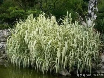 雨水花園的植物選擇與配置