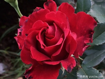致敬芭芭拉月季/紀念芭芭拉月季