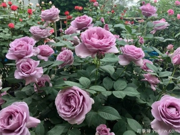 月季出現多芽點(diǎn)的原因？需要抹芽嗎？