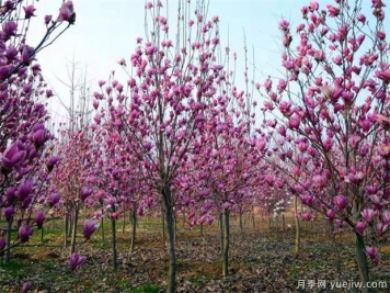 什么是落葉玉蘭？白玉蘭有哪些特征和習性？