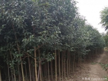 小喬木大葉女貞培養 修剪相當重要