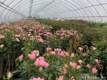 各類(lèi)植物越冬養護技術(shù)措施