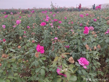 爬藤月季和薔薇有什么不同？哪個(gè)更漂亮？