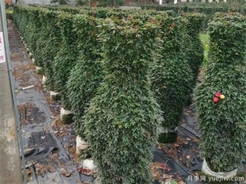 如何防凍園林植物才可以安全越冬？
