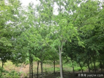 樸樹(shù)與櫸樹(shù)存在著(zhù)哪些區別？