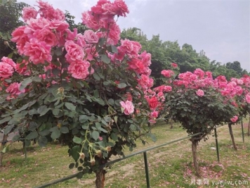 要使月季樹(shù)四季都花香，需做到以下幾點(diǎn)！