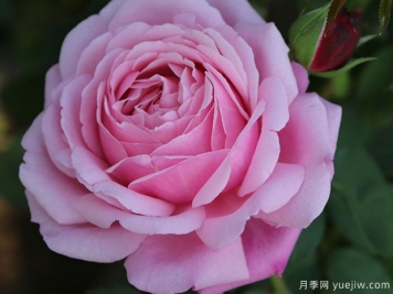 以馬內利修女月季/紐曼姐妹月季/修女以曼月季