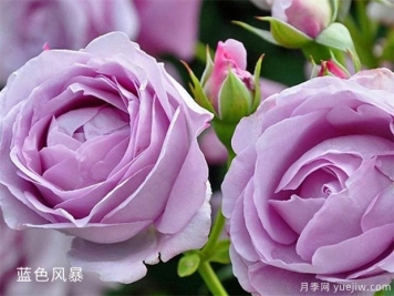 25個(gè)藍紫色月季品種大合集，天然藍紫美到心里