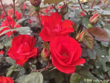 推薦8款豐花月季品種介紹，花滿(mǎn)枝頭，園林應用花量多