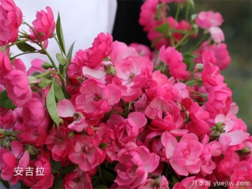 十大爬藤月季品種排名，工程和庭院的必備選擇