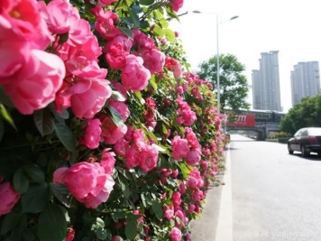 回首2021年花木產(chǎn)業(yè)那些事兒，創(chuàng  )新永恒