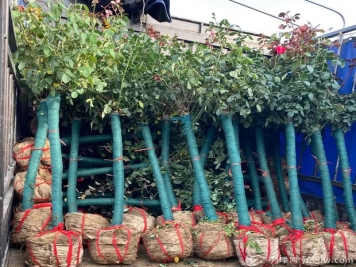 樹(shù)狀月季什么時(shí)候移植易成活？移植后有哪些注意事項？