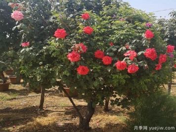 庭院種樹(shù)是不是越大越好？不是如此