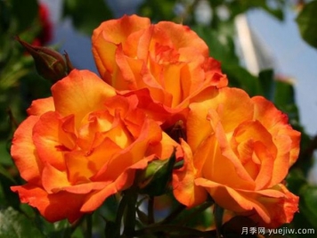 食醋養花卉妙處有三個(gè)，長(cháng)勢旺花多色艷