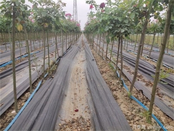 冬季園林植物養護技術(shù)概述