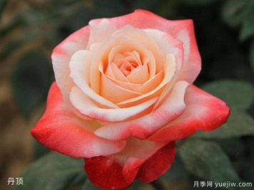 玫瑰月季薔薇傻傻分不清，只要3個(gè)方法一眼就認出來(lái)
