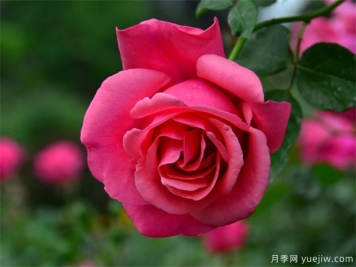 月季簡(jiǎn)介，月季繁育和養護方法，延長(cháng)月季花期的措施