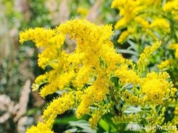 加拿大一枝黃花的危害與防除？